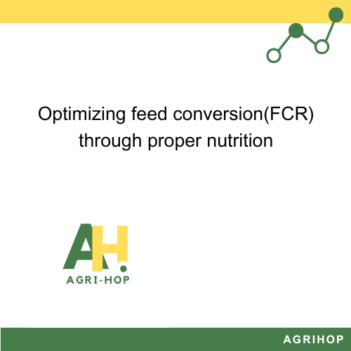 Optimal Feeding Program for Maximizing Weight Gain and Meat Quality in Beef Cattle