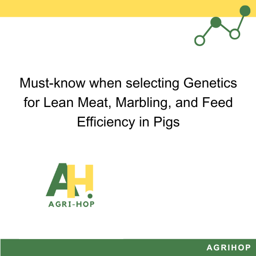 Must-know when selecting Genetics for Lean Meat, Marbling, and Feed Efficiency in Pigs