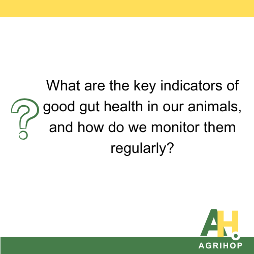 What are the key indicators of good gut health in our animals, and how do we monitor them regularly?