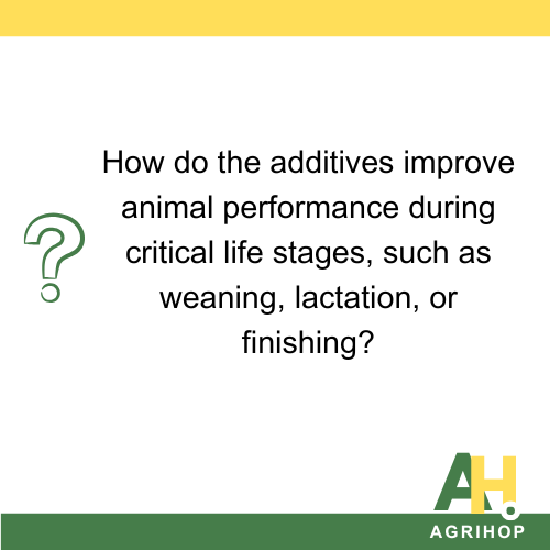 How do the additives improve animal performance during critical life stages, such as weaning, lactation, or finishing?