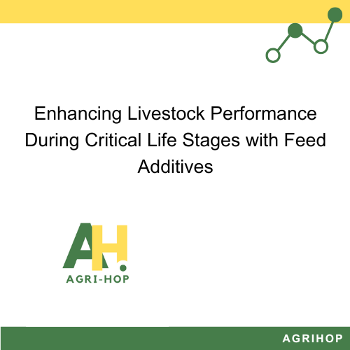 Enhancing Livestock Performance During Critical Life Stages with Feed Additives