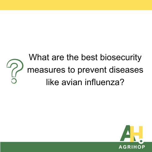 What are the best biosecurity measures to prevent diseases like avian influenza?