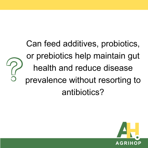 Can feed additives, probiotics, or prebiotics help maintain gut health and reduce disease prevalence without resorting to antibiotics?