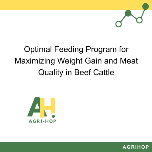 Optimal Feeding Program for Maximizing Weight Gain and Meat Quality in Beef Cattle